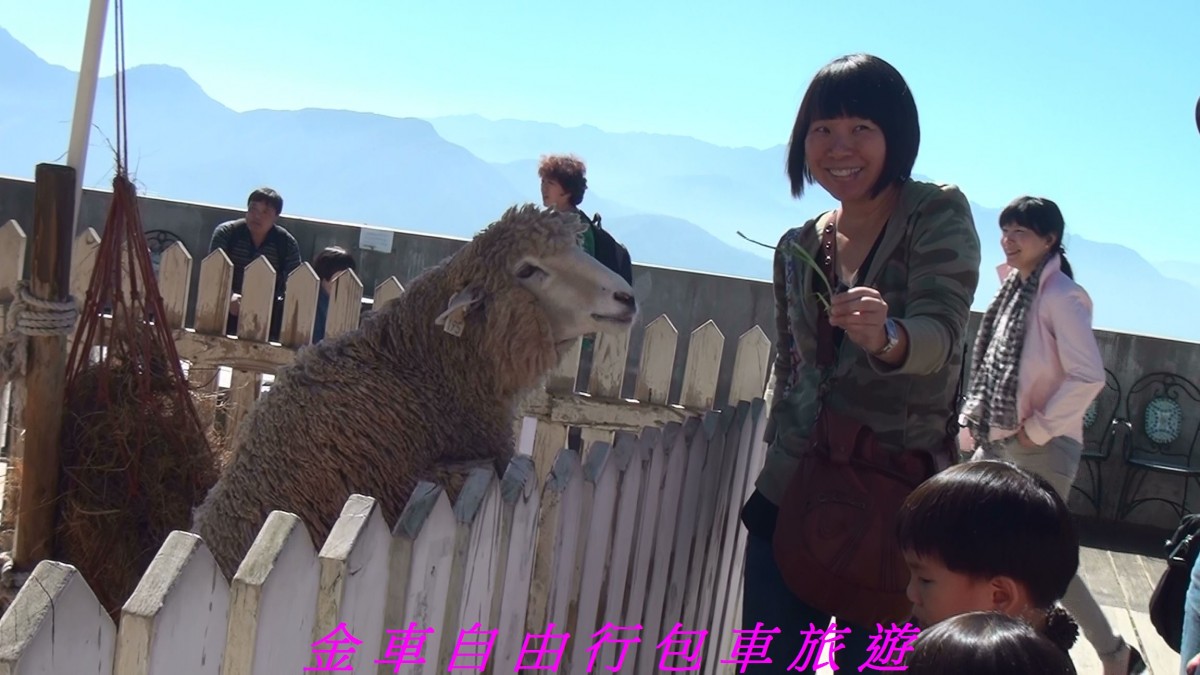 清境農場(Chingjing Veteran's Farm)青青草原綿羊