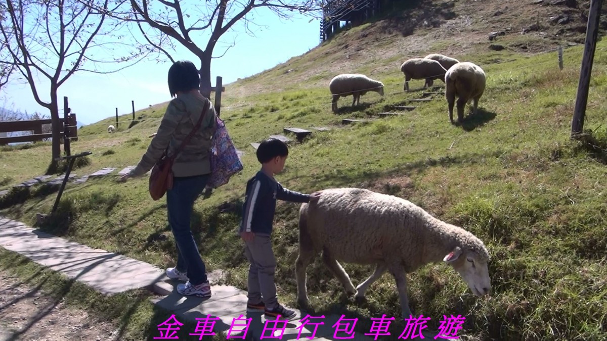 清境農場(Chingjing Veteran's Farm)青青草原~綿羊